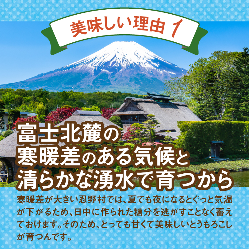 【2026年先行予約】富士北麓忍野村の気候、水、自然で作られた朝採りトウモロコシ（ピーターコーン）約5kg