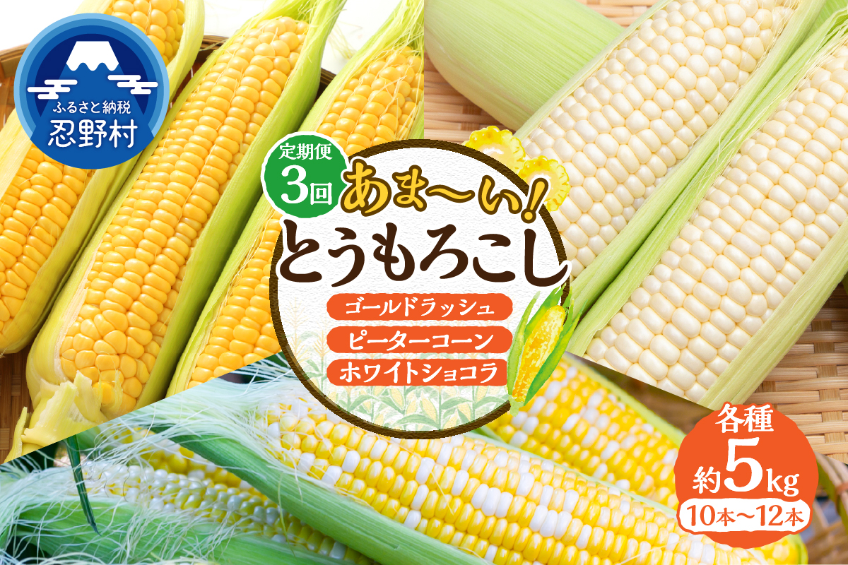 ＼＼★セレクト定期便(月3回お届け)★ 2026年先行予約／／ 富士北麓忍野村の気候、水、自然で作られた朝採りトウモロコシ（セレクト便）《約5kg 10〜12本》