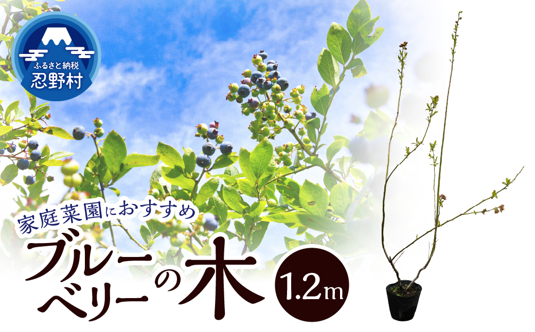 植木　ブルーベリーの木　株立ち　1.2ｍ