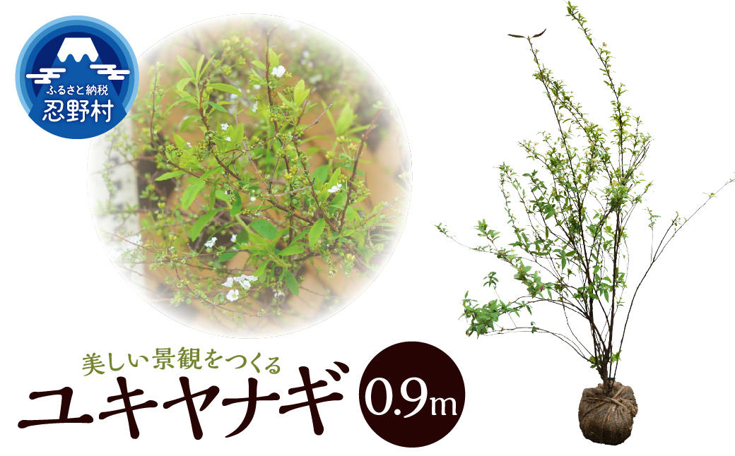 植木　ユキヤナギ（雪柳）　0.9ｍ