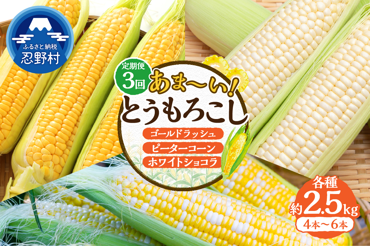 ＼＼★セレクト定期便(月3回お届け)★ 2026年先行予約／／ 富士北麓忍野村の気候、水、自然で作られた朝採りトウモロコシ（セレクト便）《約2.5kg 4〜6本》