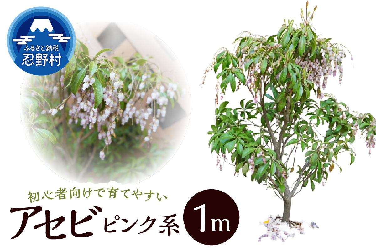 植木　アセビ　1ｍ