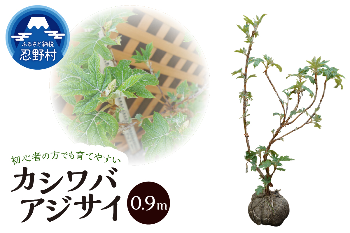 植木　カシワバアジサイ　0.9ｍ