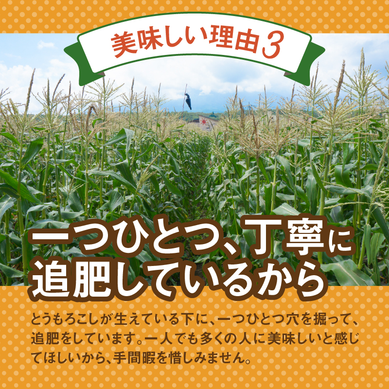 【2026年先行予約】富士北麓忍野村の気候、水、自然で作られた朝採りトウモロコシ【ゴールドラッシュ】約2.5kg