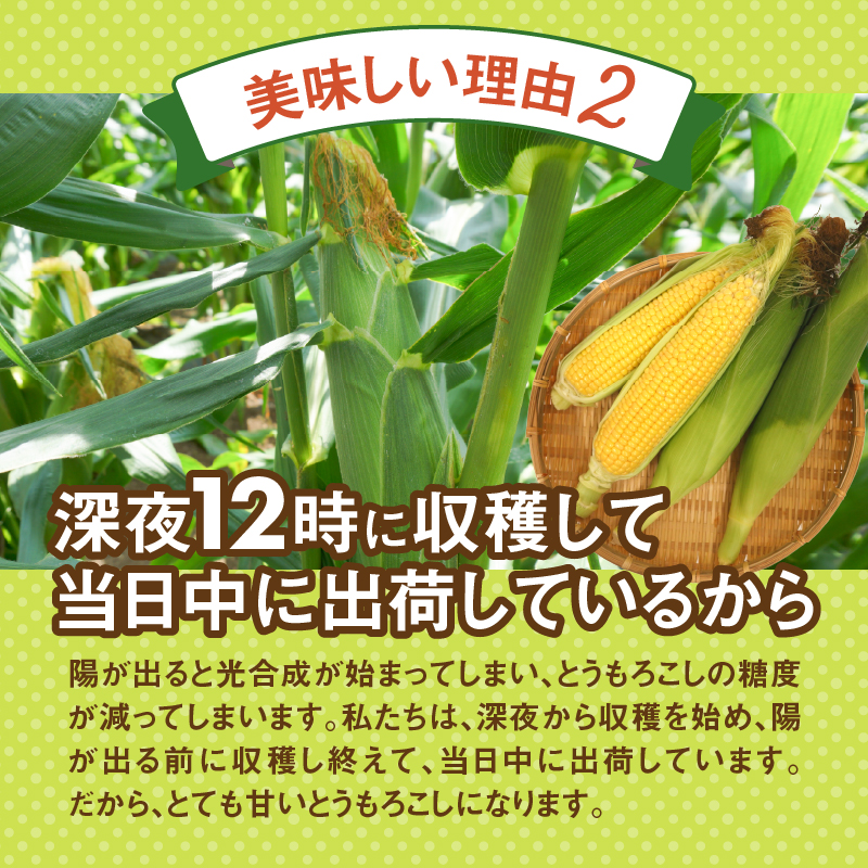 【2026年先行予約】富士北麓忍野村の気候、水、自然で作られた朝採りトウモロコシ（ホワイトショコラ）約5kg