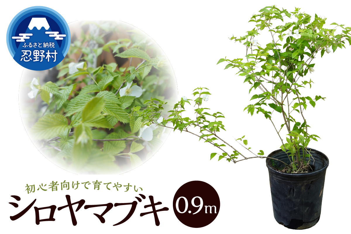 植木　白ヤマブキ　0.9ｍ