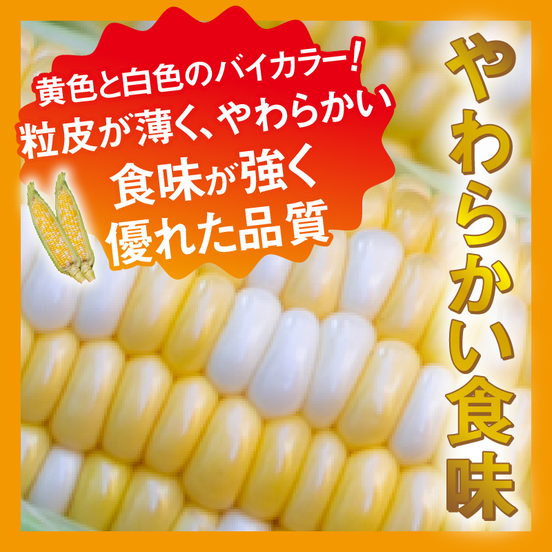 【2026年先行予約】富士北麓忍野村の気候、水、自然で作られた朝採りトウモロコシ【ゴールドラッシュ・ピーターコーン】詰め合わせセット 約2.5kg