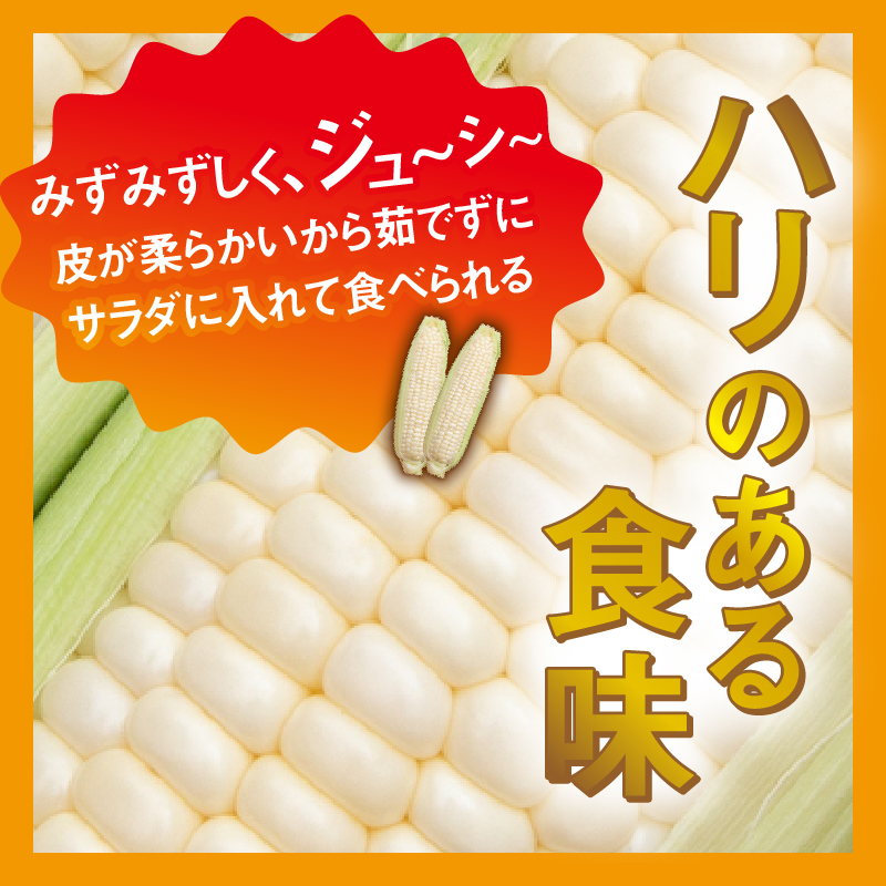 【2026年先行予約】富士北麓忍野村の気候、水、自然で作られた朝採りトウモロコシ【ゴールドラッシュ・ホワイトショコラ】詰め合わせセット 約2.5kg