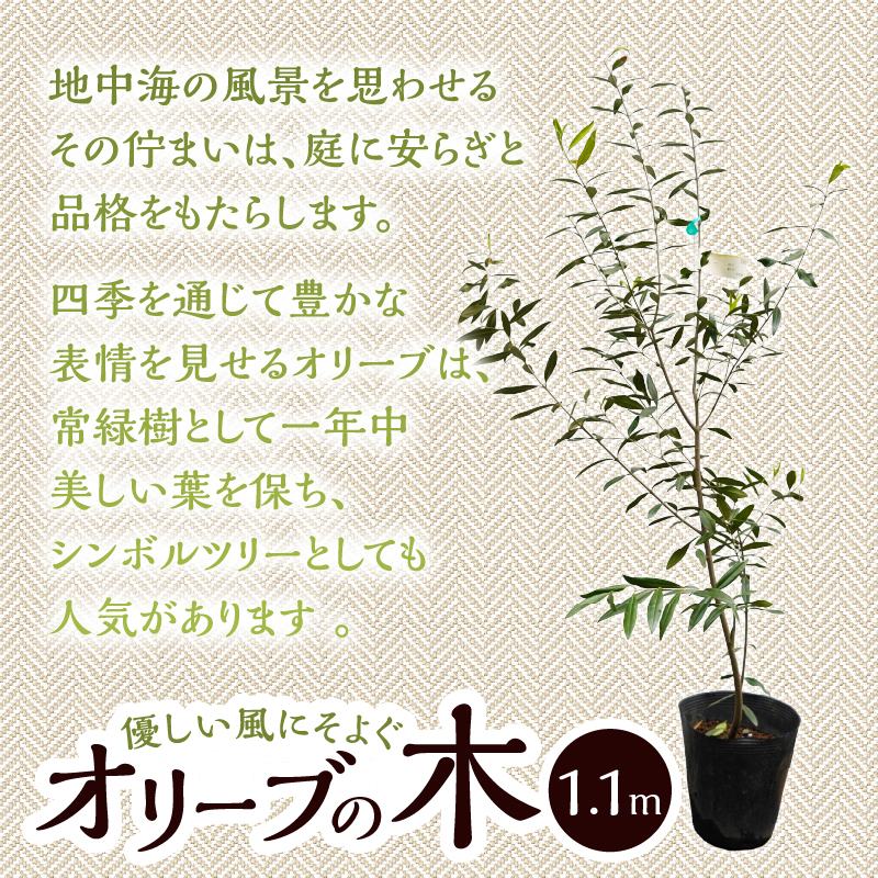 植木　オリーブ　1.1ｍ