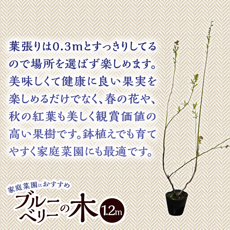 植木　ブルーベリーの木　株立ち　1.2ｍ