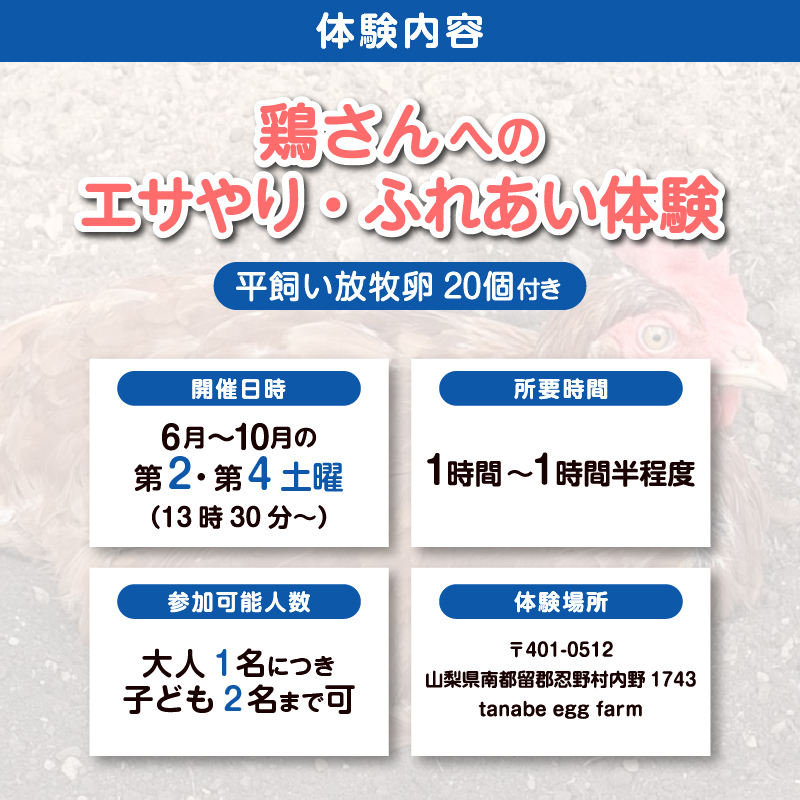 養鶏場で楽しむ鶏さんふれあい体験（平飼い放牧卵20個付き）