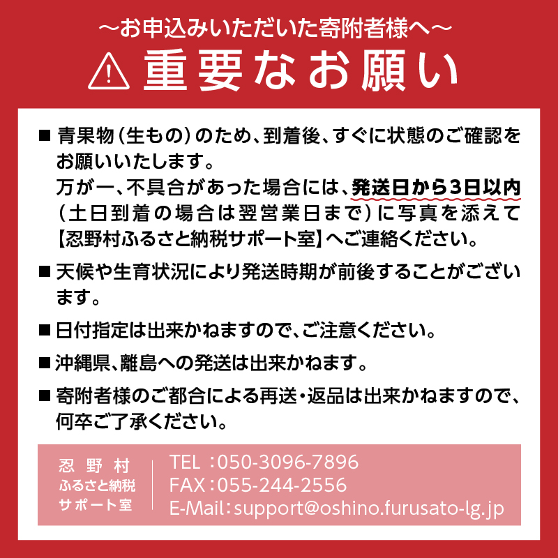 【2026年先行予約】富士北麓忍野村の気候、水、自然で作られた朝採りトウモロコシ【ゴールドラッシュ・ホワイトショコラ】詰め合わせセット 約2.5kg