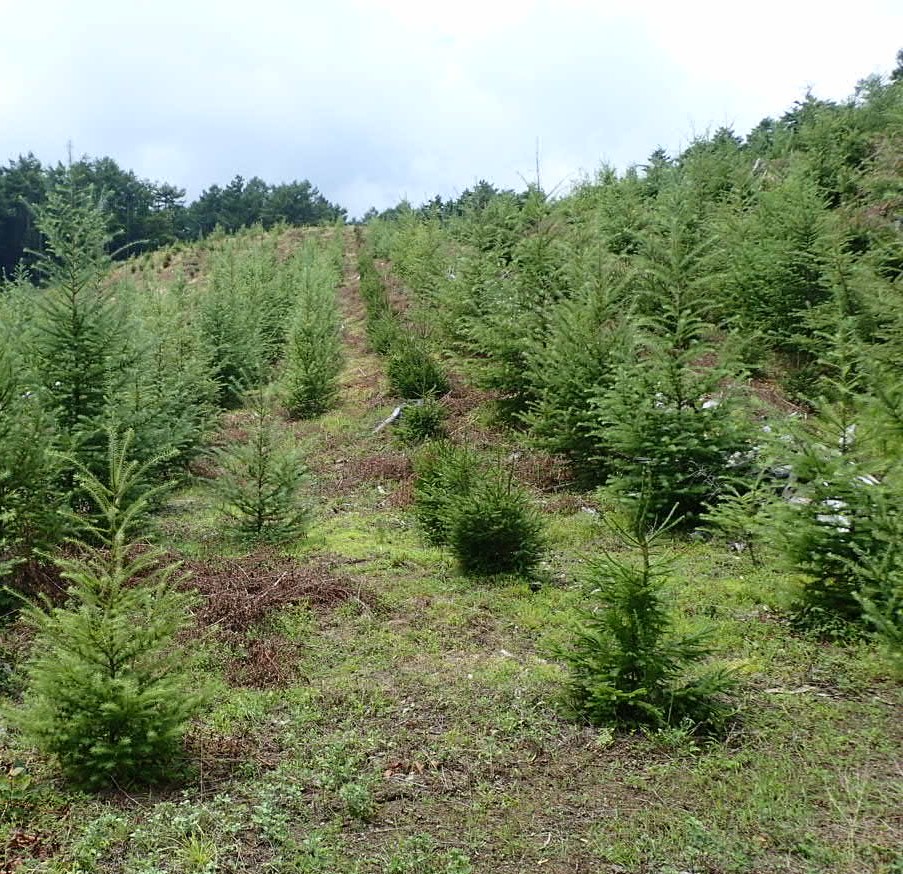 富士山の森づくり植樹代行(10本) NSAP001-c