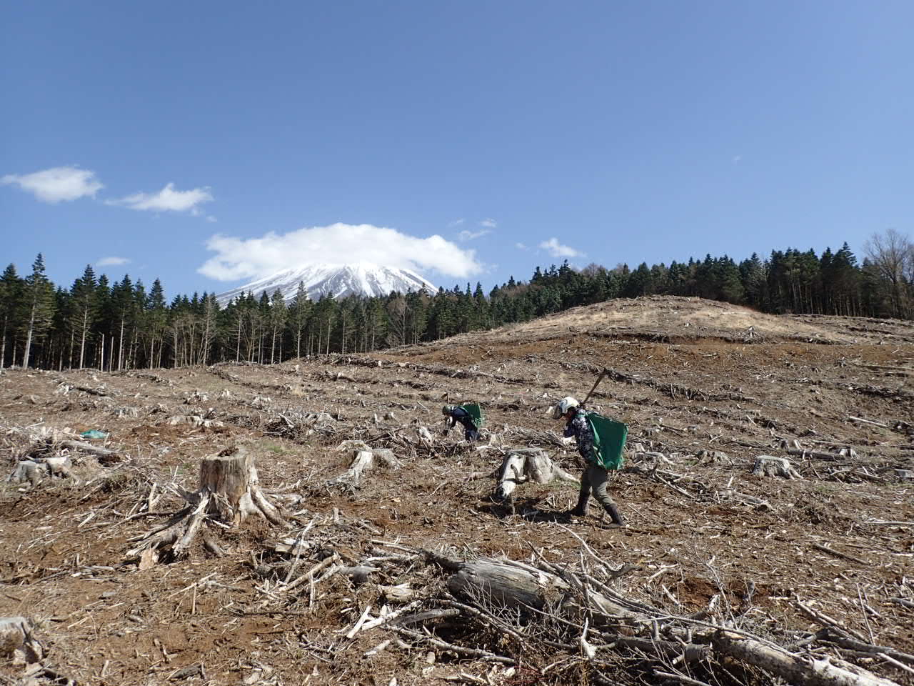 富士山の森づくり植樹代行(10本) NSAP001-c