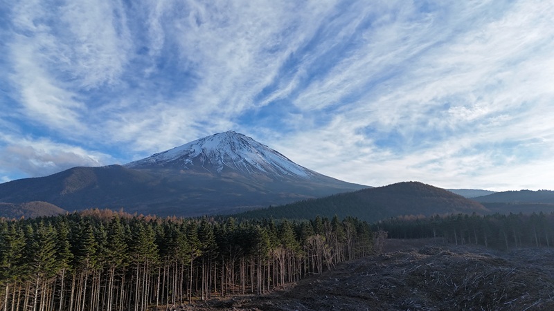 富士山の森づくり植樹代行(10本) NSAP001-c