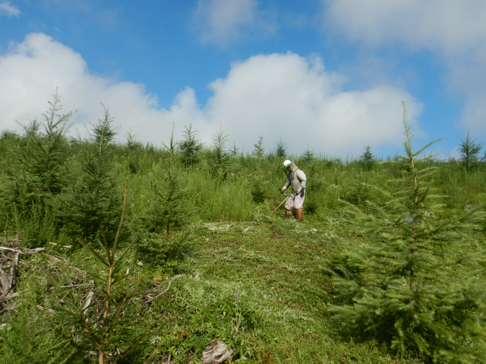 富士山の森づくり植樹代行(10本) NSAP001-c