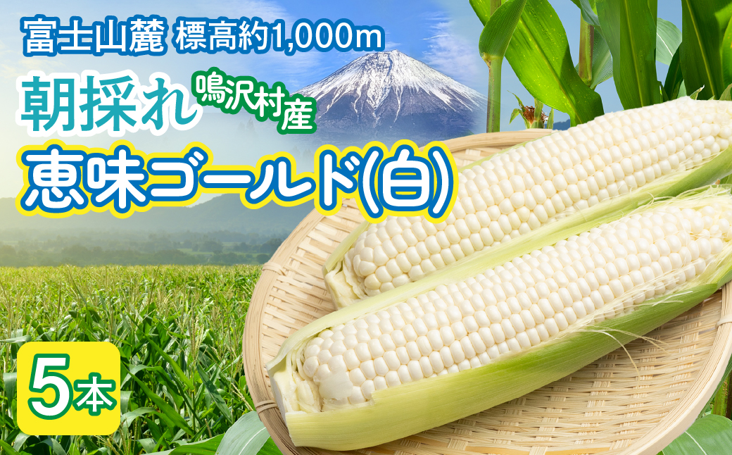 ＜2026年発送＞とうもろこし　恵味ゴールド（白）　5本 NSAK003 | ふるさと納税 とうもろこし トウモロコシ ジューシー 朝採りコーン 野菜 山梨県 鳴沢村 送料無料