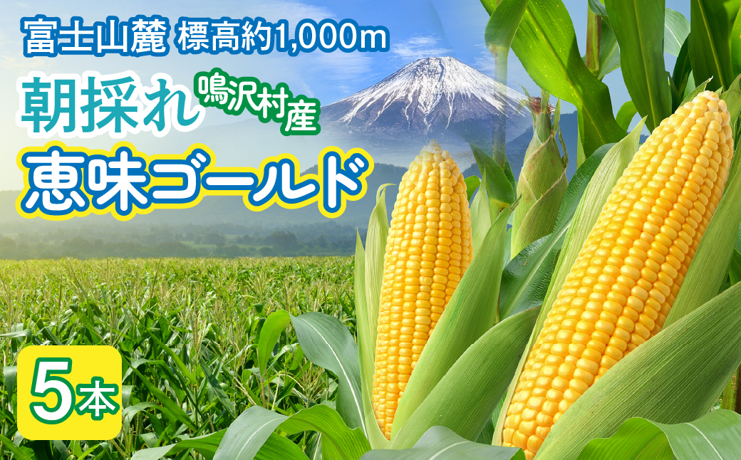 ＜2026年発送＞とうもろこし　恵味ゴールド　5本 NSAK001