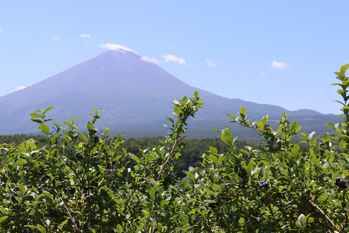 鳴沢村産冷凍ミックスブルーベリー(バークレー・ネルソン・エリザベス・ダロウ）500g×2パック NSAL005