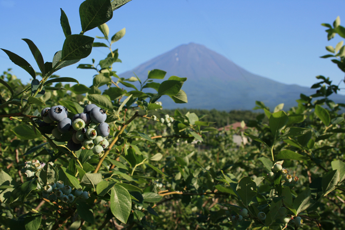 縺ゅ∪縺壹▲繝代うシ医ヶ繝ォ繝シ繝吶Μ繝シ繝代うシ7蛟句・繧甘2邂ア NSAL001