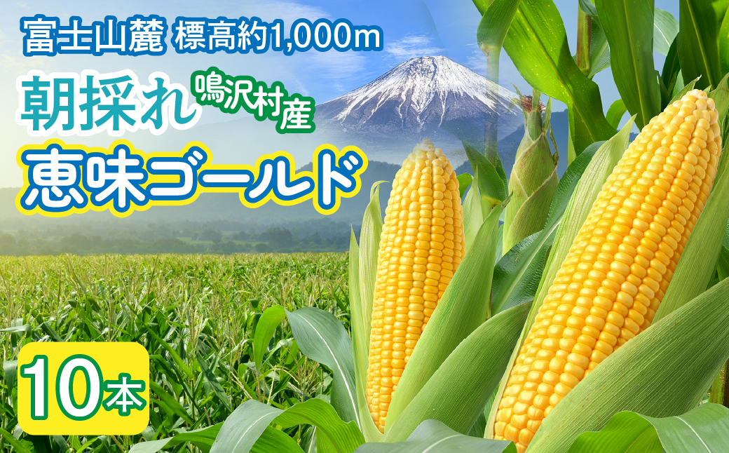 ＜2026年発送＞とうもろこし　恵味ゴールド　10本 NSAK002