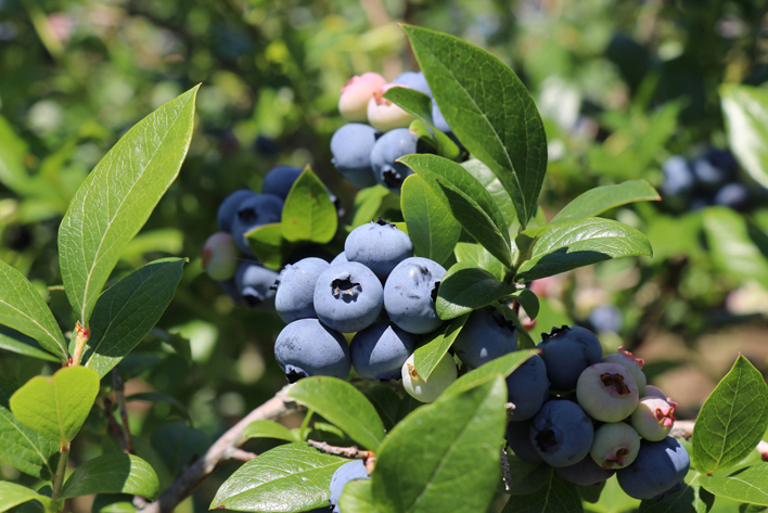 鳴沢村産冷凍ミックスブルーベリー(バークレー・ネルソン・エリザベス・ダロウ）500g×2パック NSAL005