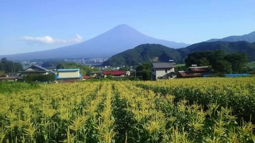 ＜2025年8月～9月発送＞富士河口湖町産Inakakara「ドルチェドリーム」6本  ×【富士河口湖地ビール】富士桜高原麦酒（ヴァイツェン4本セット）金賞クラフトビール