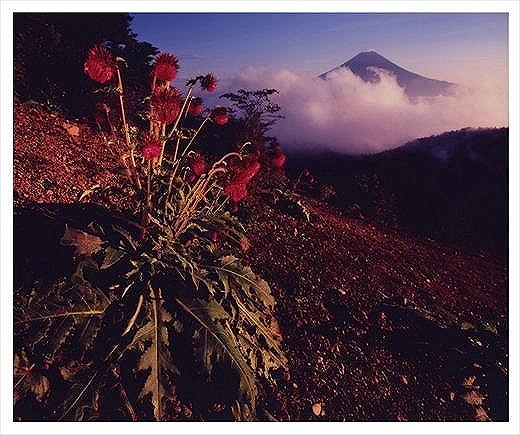 (全倍版)富士山写真大賞 額装写真「秋華　三つ峠より」(額装サイズ約780×1050mm)