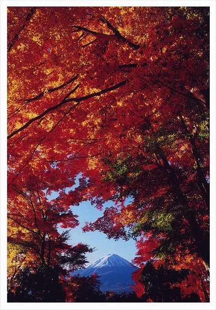 (全倍版)富士山写真大賞 額装写真「秋色のフレーム　河口湖にて」(額装サイズ約780×1050mm)