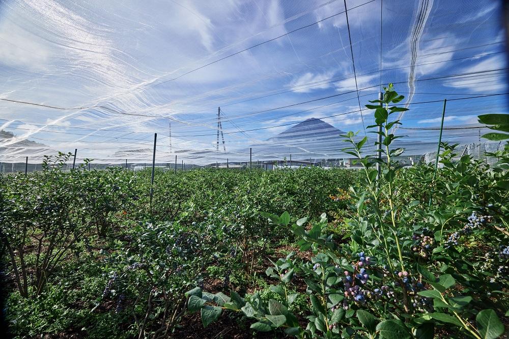 Fuji Berry 急速冷凍ブルーベリー1kg