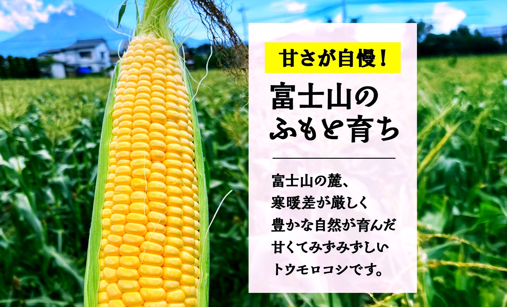とうもろこし 恵味 ゴールド 400g以上×12本 計4.8kg以上 高糖度 トウモロコシ スイートコーン 玉蜀黍 イエローコーン 黄 夏野菜 甘い ジューシー 野菜 おやつ 旬 産地直送 送料無料 湖南野菜出荷組合 山梨県 富士河口湖町