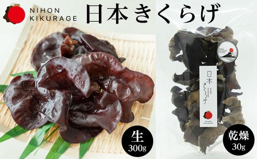 特選 きくらげ【富士ヶ嶺】-生(300ｇ)【富士山】-乾燥(30g）