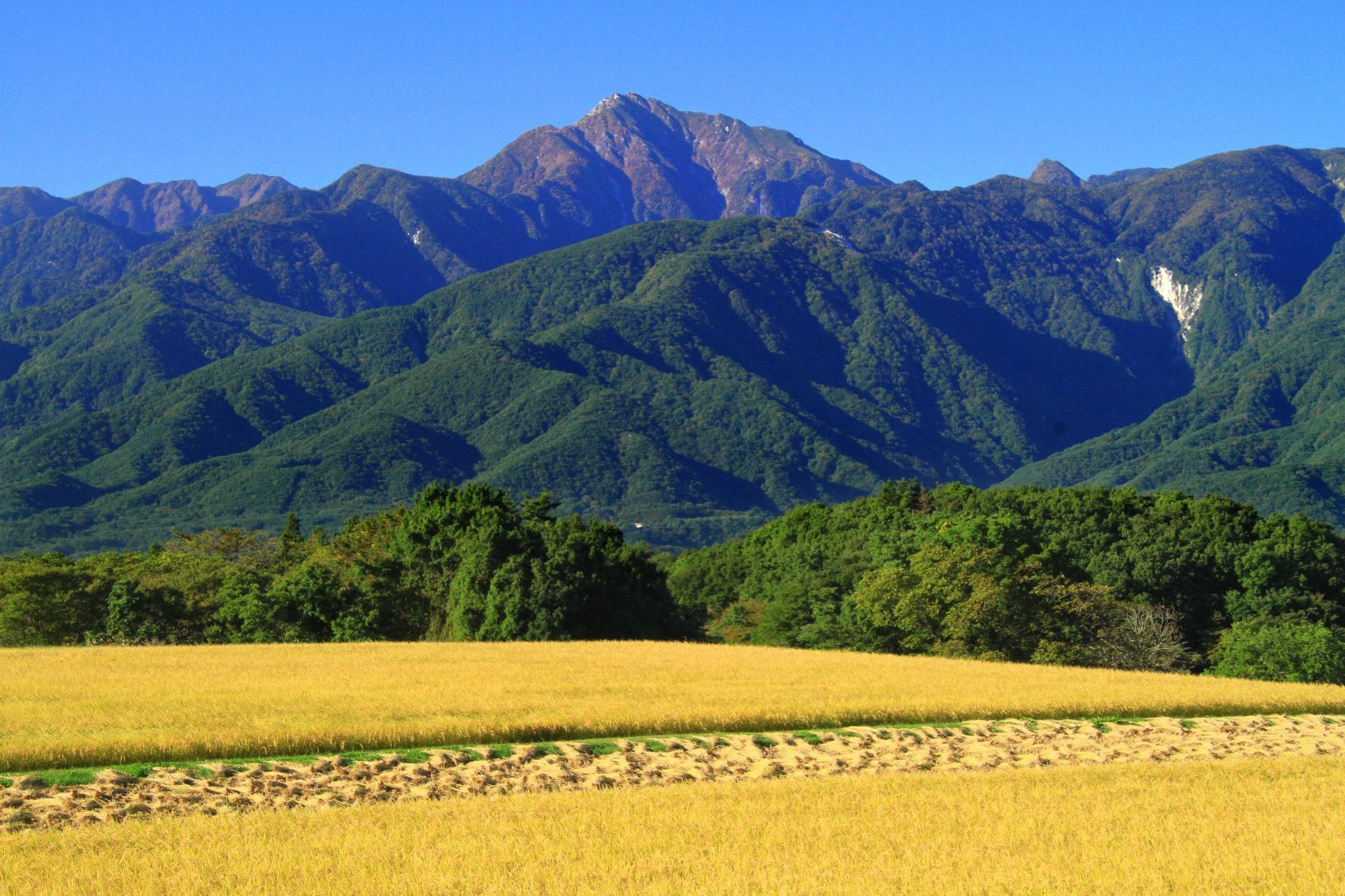 【令和6年産新米】山梨県北杜市産白州米コシヒカリ（無洗米）10kg