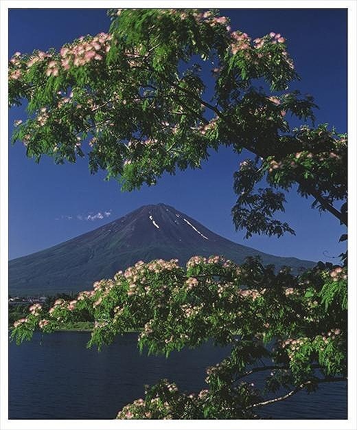 (全倍版)富士山写真大賞 額装写真「ネムノキと富士　河口湖にて」(額装サイズ約780×1050mm)