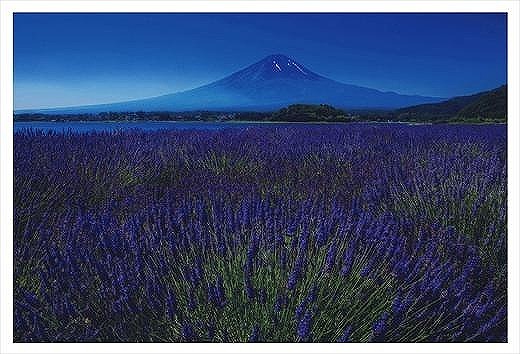 (全倍版)富士山写真大賞 額装写真「富士とラベンダー　大石公園」(額装サイズ約780×1050mm)
