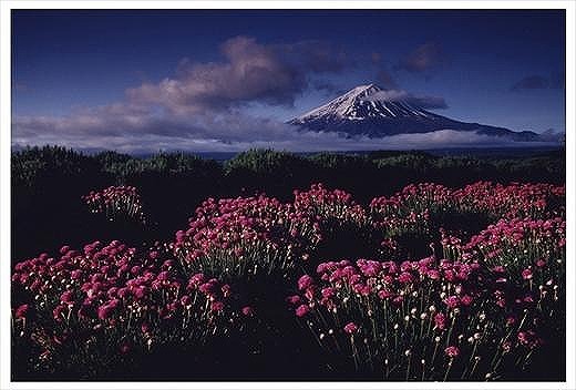 (全倍版)富士山写真大賞 額装写真「アルメリヤ咲く頃　河口湖」(額装サイズ約780×1050mm)