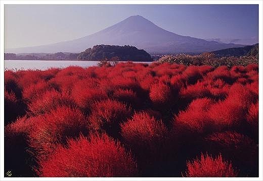 (全倍版)富士山写真大賞 額装写真「爽秋の湖畔　河口湖大石公園」(額装サイズ約780×1050mm)