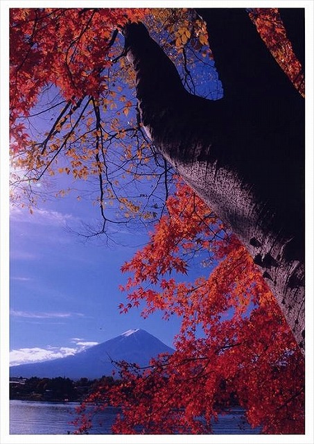 (全倍版)富士山写真大賞 額装写真「秋の湖畔　河口湖にて」(額装サイズ約780×1050mm)
