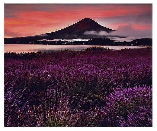 (全倍版)富士山写真大賞 額装写真「黎明のラベンダー　大石公園」(額装サイズ約780×1050mm)