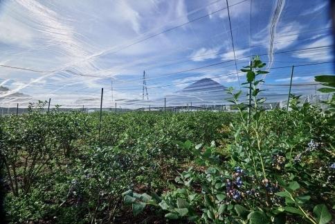 Fuji Berry ブルーベリー紅茶飲み比べセット（2袋×2）