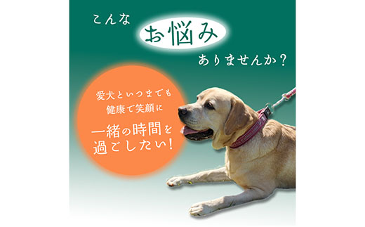 無添加 大型犬用 おやつ 鹿骨ビッグボーン 大 （大腿骨） 鹿骨