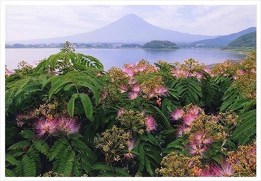 (全倍版)富士山写真大賞 額装写真「ネムノキと富士　大石公園」(額装サイズ約780×1050mm)