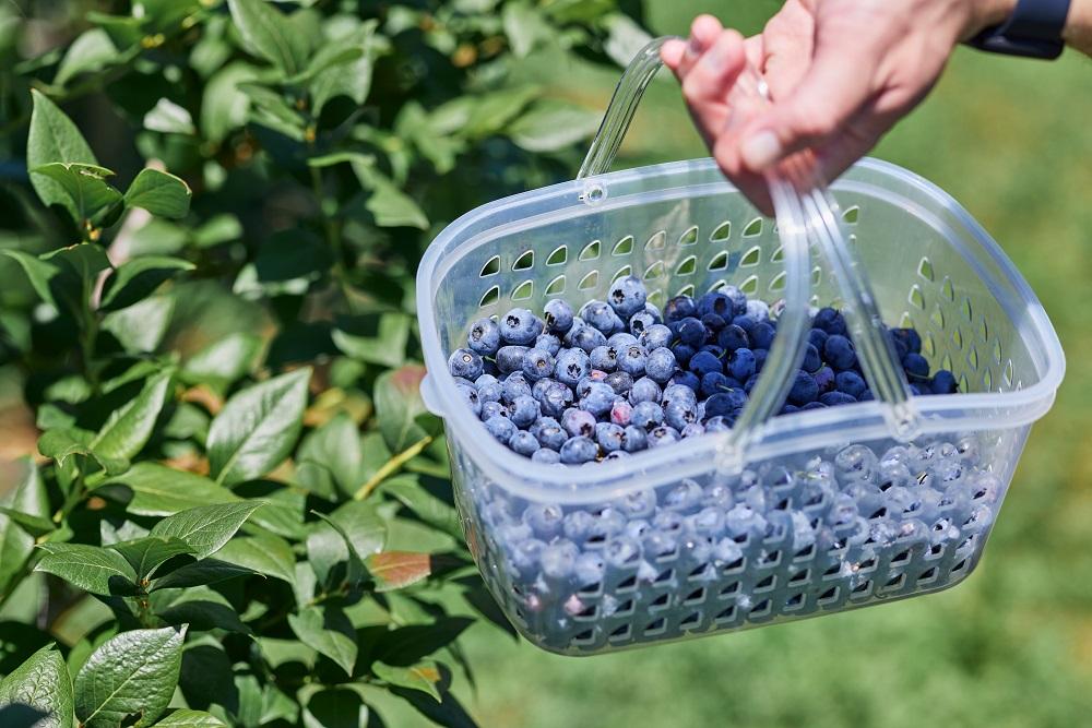 Fuji Berry ブルーベリーアイス食べ比べセット