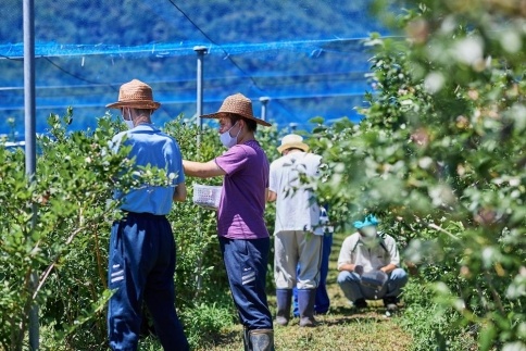 Fuji Berry ブルーベリーコンフィチュール食べ比べセット（中） FAZ104