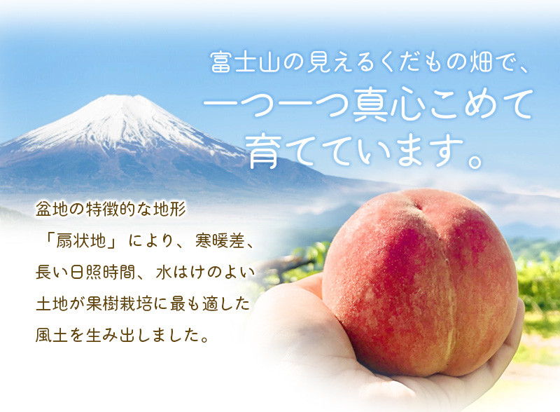 【2025年先行予約】朝もぎ直送「桃 白桃系」5～8玉 約2kg規格箱入り【高機能共選機使用】選び抜かれた桃《もも 先行予約》　山梨県産 モモ/ フルーツ 果物 くだもの 人気 産地直送/厳選  贈答 贈り物