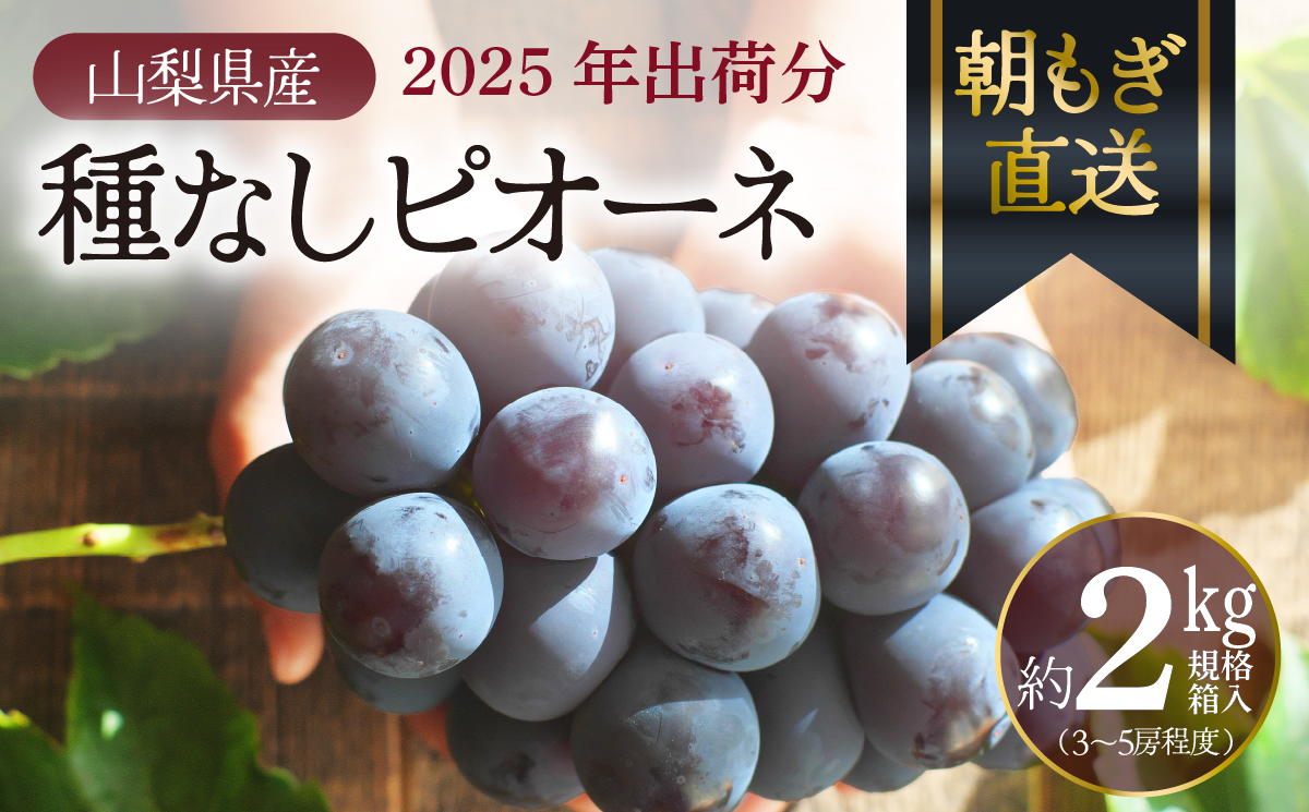 【2025年先行予約】朝もぎ直送！『種なしピオーネ』３～５房（約２kg規格箱入り）《ぶどう 先行予約》産地直送 フルーツ 果物 くだもの 甘い 旬 新鮮 朝採れ ジューシー 種無し  送料無料  山梨 やまなし 歴史と伝統を受け継ぐ達人のこだわり葡萄