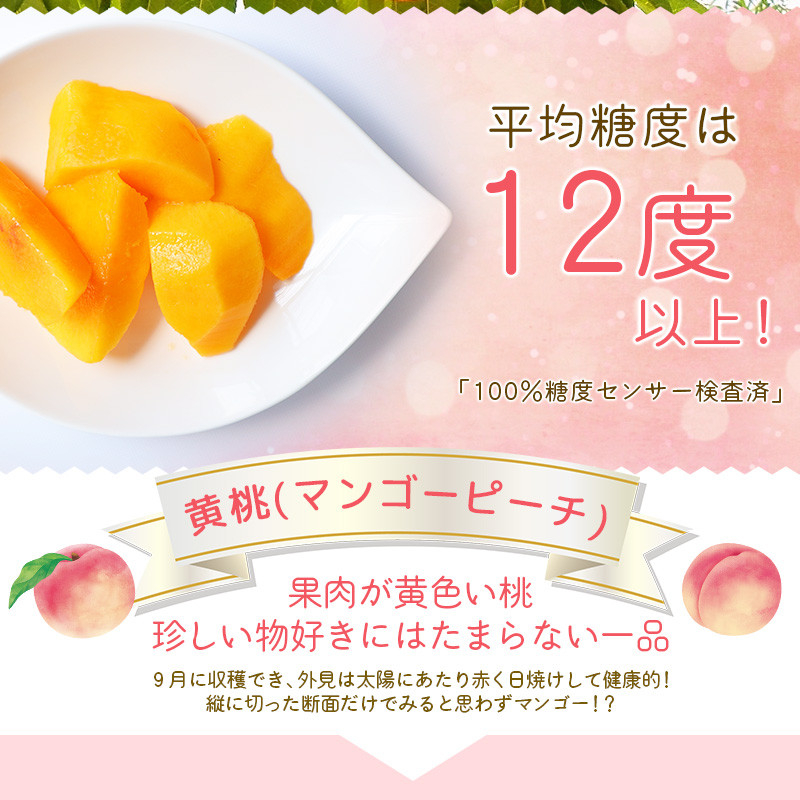 朝もぎ直送「黄金桃」5〜8玉【高機能共選機使用】選び抜かれた桃《もも 先行予約》　山梨県産 モモ/ フルーツ 果物 くだもの 人気 産地直送/厳選  贈答 贈り物