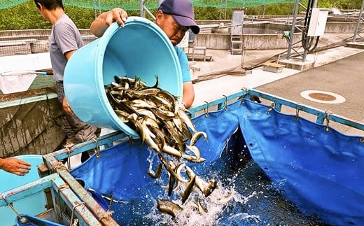 【2023年分】年間遊漁券 アユ釣り 男性