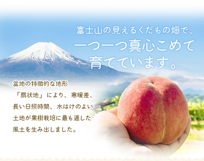 朝もぎ直送「黄金桃」5〜8玉【高機能共選機使用】選び抜かれた桃《もも 先行予約》　山梨県産 モモ/ フルーツ 果物 くだもの 人気 産地直送/厳選  贈答 贈り物