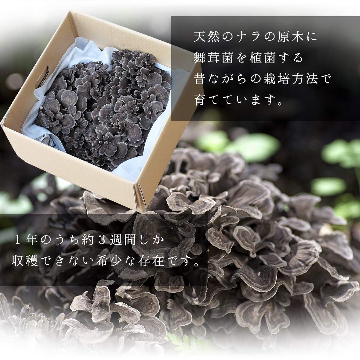 ãå
è¡äºçŽããèèžçŽ1kgä»ãã®äœéšã€ãã³ãã2026幎èèžãªãŒããŒå¶åºŠïŒçã¥ããäœéšãtab0200ã